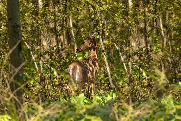 Weißschwanzhirsche Frühjahrswald — Stockfoto