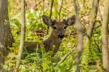 Bahar ormanında beyaz kuyruklu geyik.