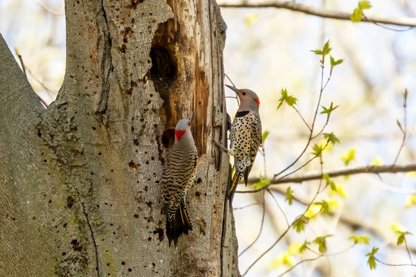Kuş. İlkbaharda kuzey titreşimi. Wisconsin Eyalet Parkı 'ndan doğal manzara.