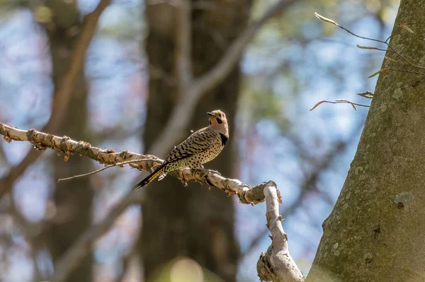 Fågel Den Norra Flimret Våren Naturlig Scen Från Statliga Parken — Stockfoto