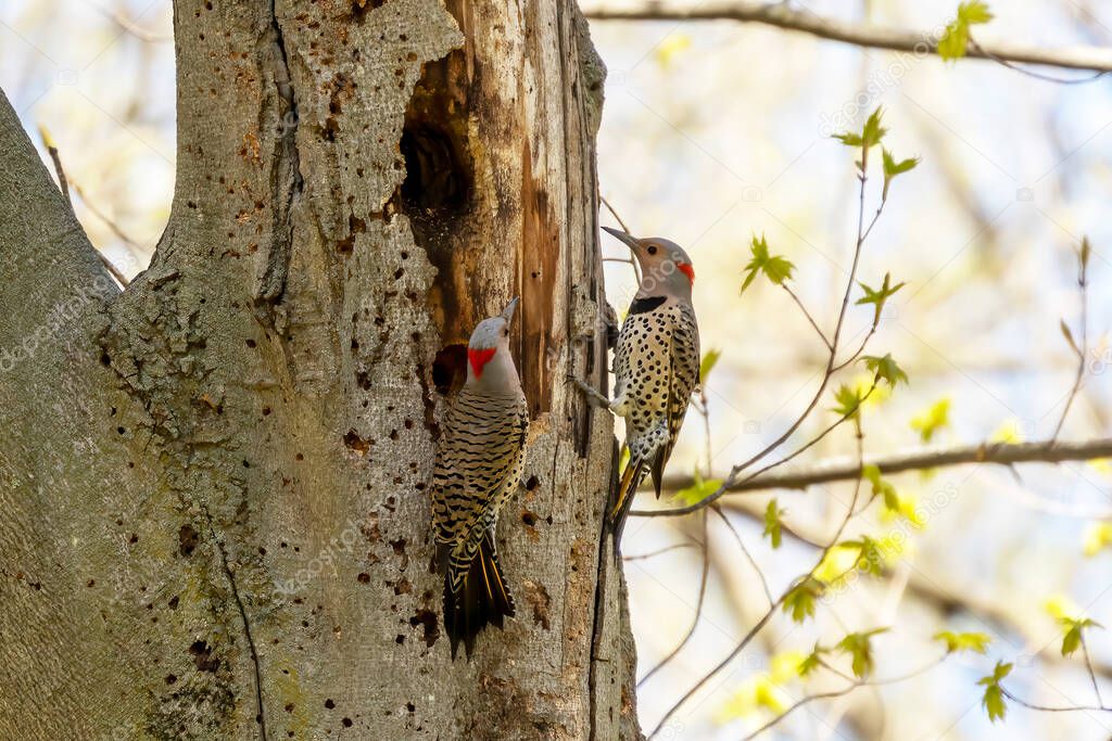 Bird. The northern flicker in spring. Natural scene from state park of Wisconsin.