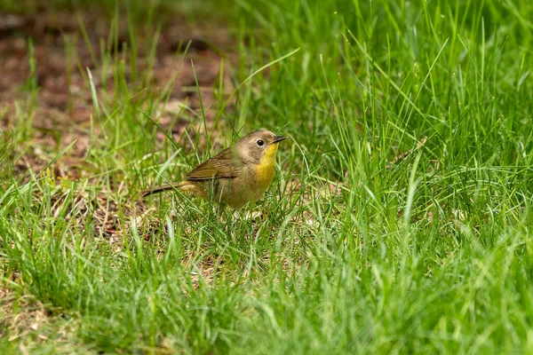 Der Gelbkehlchen Auf Der Wiese Natürliche Szene Aus Wisconsin — Stockfoto