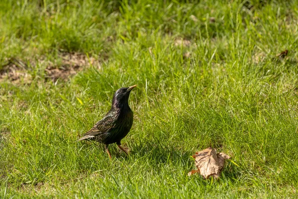 Europeisk Stjärna Ängen Den Gemensamma Starling Även Känd Som Den — Stockfoto