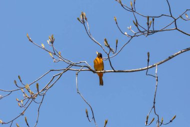 Baltimore oriolü (Icterus galbula), Kuzey Amerika 'nın doğusunda bulunan küçük bir karatavuktur..