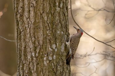 Kuzey, üreme döneminde ilkbaharda titreşir.