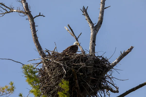 Aquila Calva Femmina Sul Nido — Foto Stock