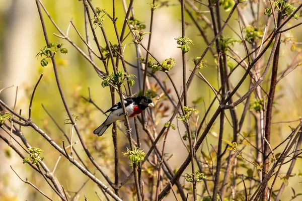 Rosenbröstad Grosbeak Naturscen Från Wisconsin Usa — Stockfoto