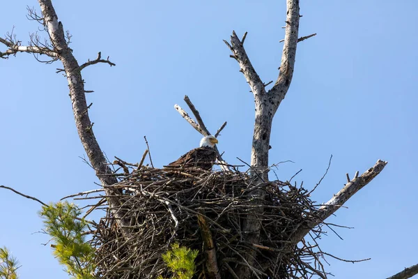 Bald Eagle Female Nest — Stock Photo, Image