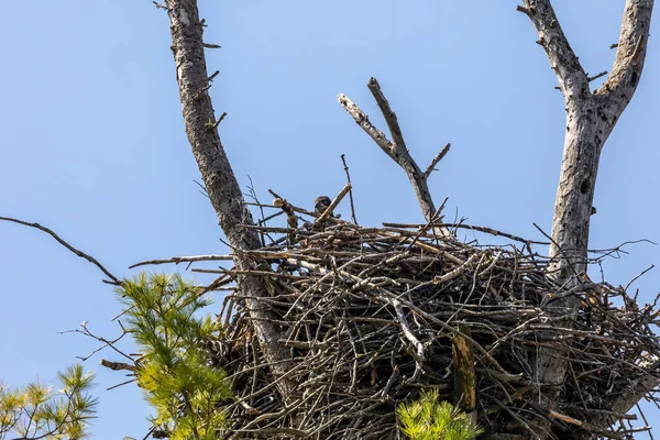 Örnnäste Naturscen Från Wisconsin State Park — Stockfoto