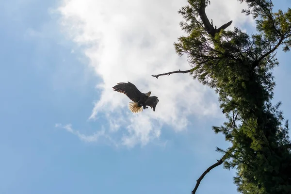 Der Weißkopfseeadler Fliegt Zum Nest — Stockfoto