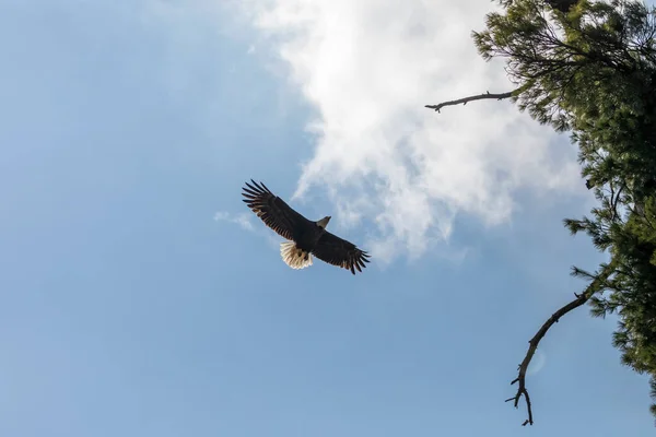 Der Weißkopfseeadler Fliegt Zum Nest — Stockfoto