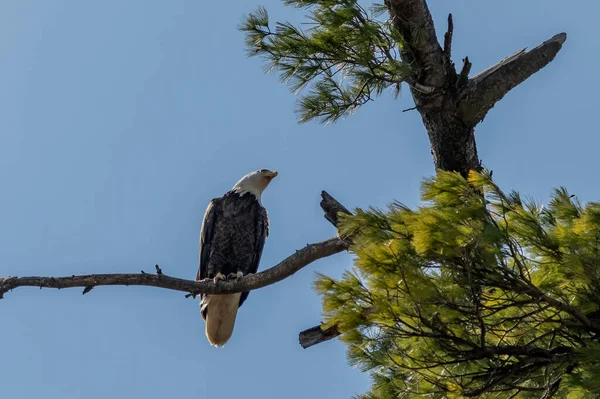 The Bald Eagle, female on the nest