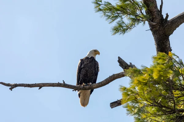 Weißkopfseeadler Weibchen Auf Dem Nest — Stockfoto