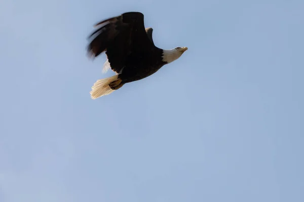 Der Weißkopfseeadler Fliegt Zum Nest — Stockfoto