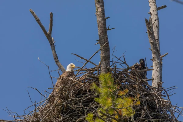 Den Skalliga Örnen Honan Boet — Stockfoto