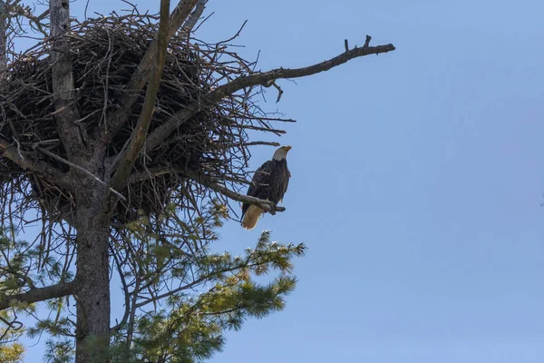 Weißkopfseeadler Weibchen Auf Dem Nest — Stockfoto