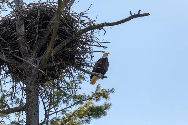 Weißkopfseeadler Weibchen Auf Dem Nest — Stockfoto