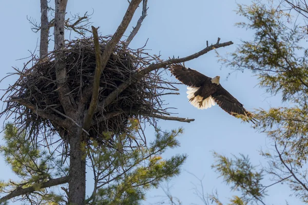 Kvinnlig Skallig Örn Flyger Iväg Från Boet — Stockfoto