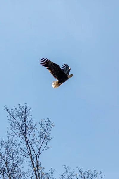 Bald Eagle Flying Nest — Stock Photo, Image