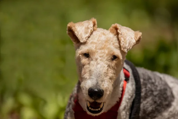Drót Fox Terrier Parkban Wire Fox Terrier Egy Kutyafajta Egy — Stock Fotó
