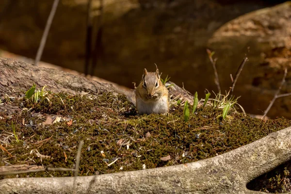 Das Streifenhörnchen Ist Eine Nagetierart Die Östlichen Nordamerika Lebt — Stockfoto