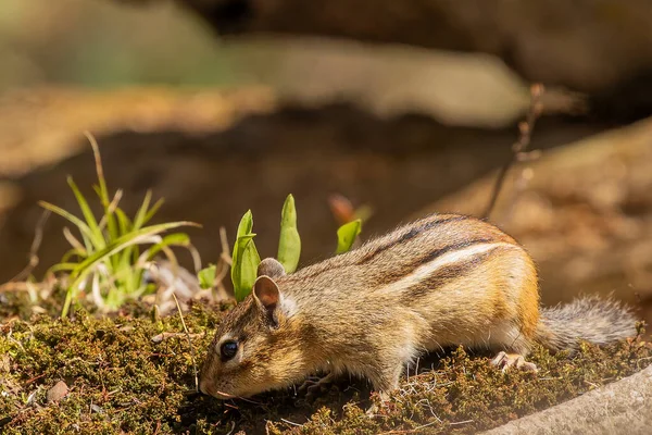 다람쥐는 북아메리카 동부에 서식하는 설치류이다 — 스톡 사진