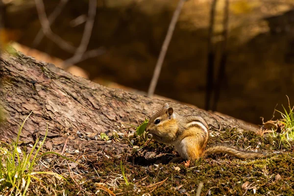 The eastern chipmunk is rodent  species living in eastern North America