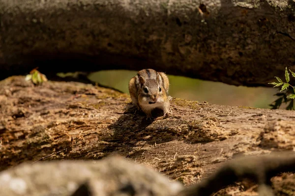 The eastern chipmunk is rodent  species living in eastern North America
