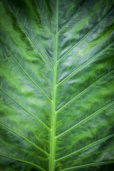 Зеленая растительность — стоковое фото