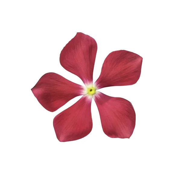 고립 된 핑크 꽃 — 스톡 사진