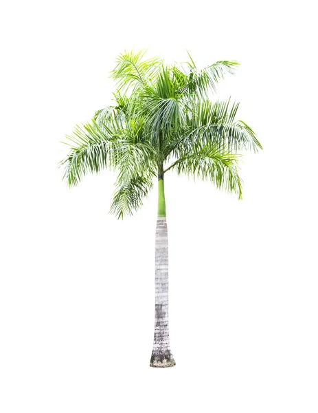 Green palm tree isolerade — Stockfoto