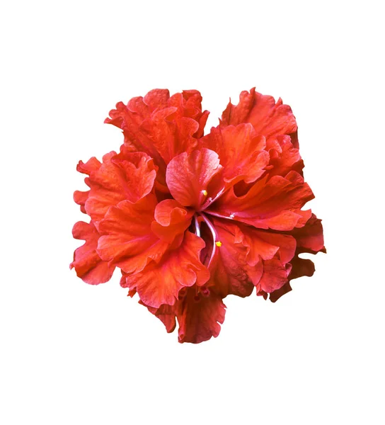 Ibišek červený květ izolované na bílém — Stock fotografie