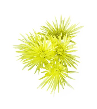 Sarı çiçekler beyaz üzerine izole edilmiş