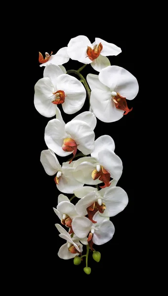 Artificial bouquet white orchid flower isolated — Stock Photo, Image