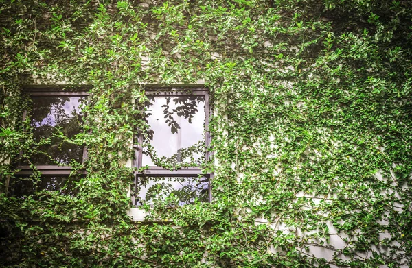 Green leaf covering building wall — Stock Photo, Image