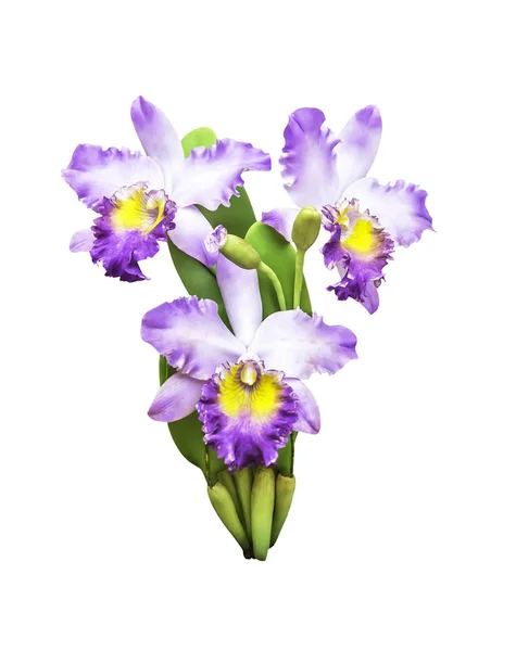 Artificial bouquet orchid flower isolated — Stock Photo, Image