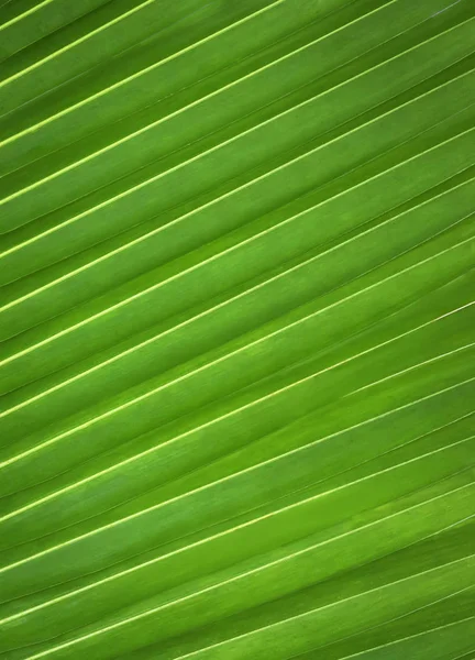 Green leaf pattern — Stock Photo, Image