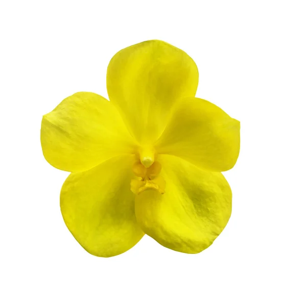 Pojedynczy żółty Orchidea kwiat na białym tle — Zdjęcie stockowe