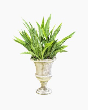 Sansevieria trifasciata beton tencerede izole