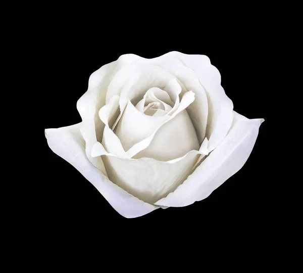 Bellissimo fiore di rosa artificiale bianco isolato — Foto Stock