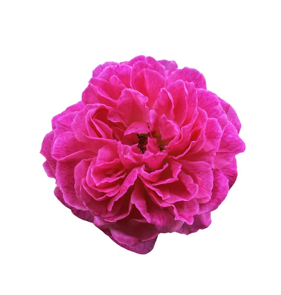 Rosa Ros blomma isolerade — Stockfoto