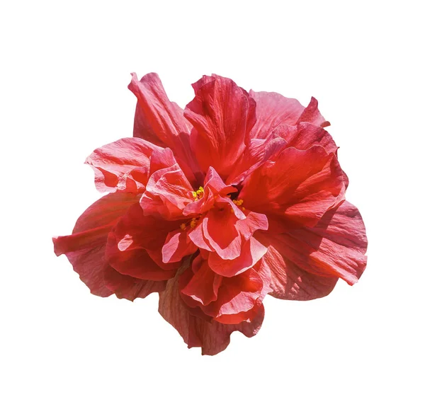 Röd hibiscus blomma isolerad på vit — Stockfoto