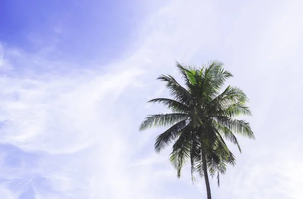椰子树与蓝蓝的天空 — 图库照片