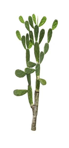 Árbol de cactus aislado — Foto de Stock