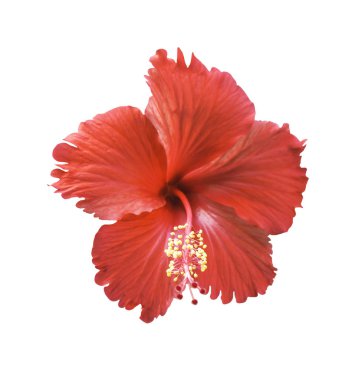 beyaz izole kırmızı hibiscus çiçek