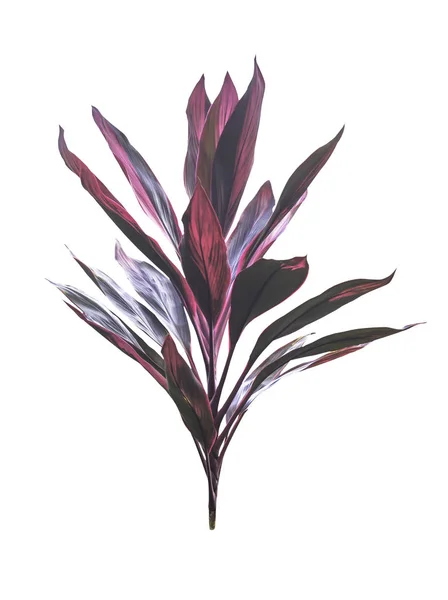 Cordyline 紫穗槐树隔离 — 图库照片