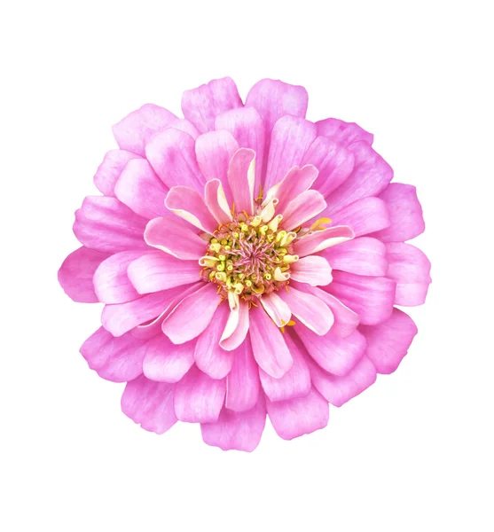 Enda rosa blomma isolerade — Stockfoto