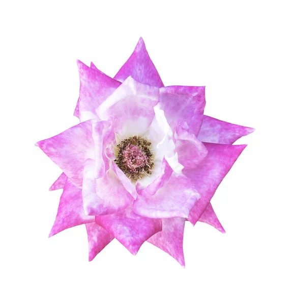 Один розовый розовый цветок изолирован — стоковое фото
