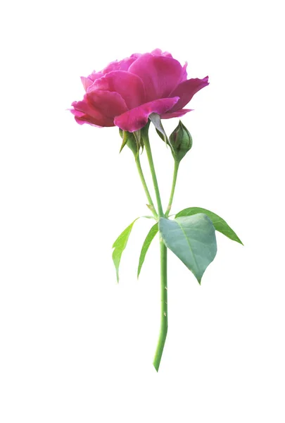 Рожева квітка троянди ізольована Ліцензійні Стокові Зображення