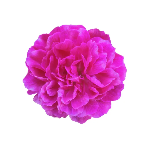 Розовый цветок изолирован на белом — стоковое фото